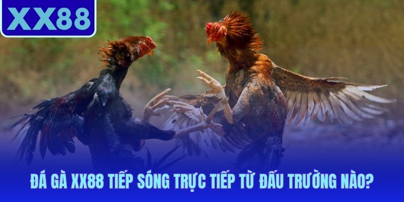 Đá gà XX88 phát sóng từ hai đấu trường huyền thoại khu vực