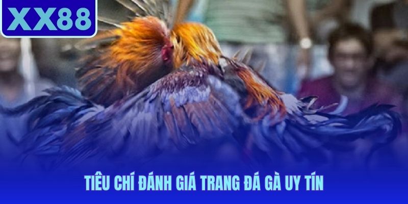 Ba yếu tố phân biệt trang đá gà uy tín với nền tảng kém chất lượng